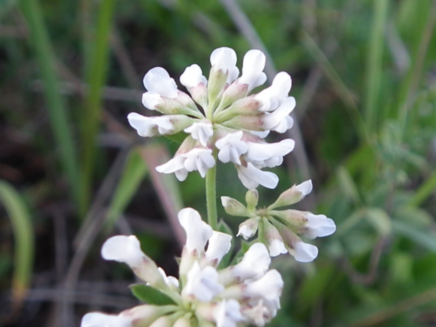 Dorycnium pentaphyllum (=Lotus dorycnium)